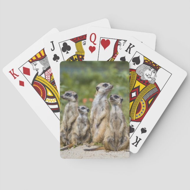 Cute Meerkats Playing Cards (Back)