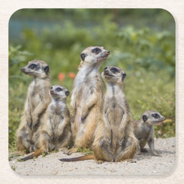 Cute Meerkats Square Paper Coaster (Front)