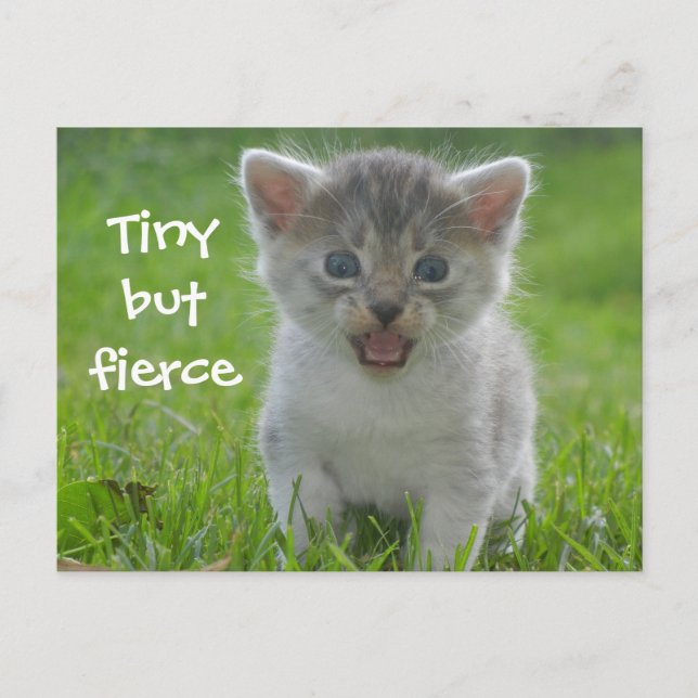Cute Meow Kitten Tiny but Fierce Postcard (Front)