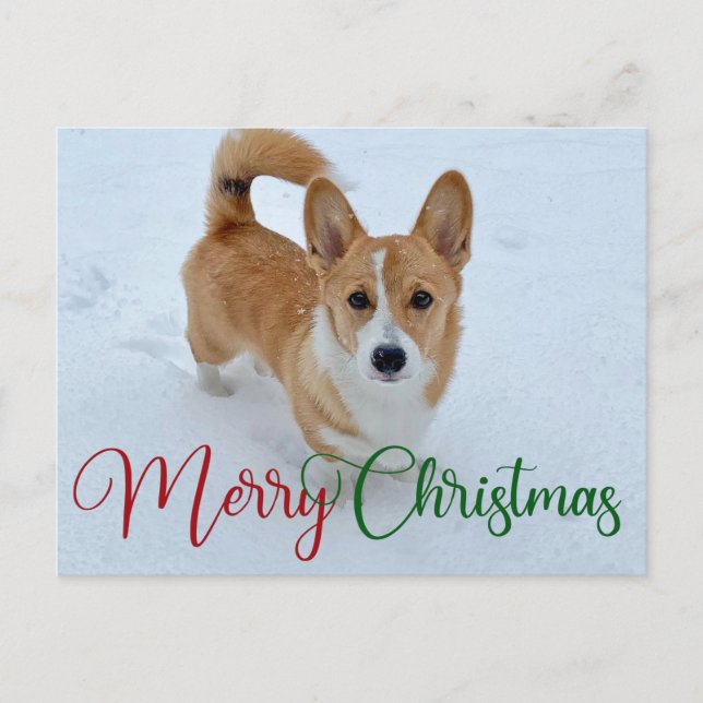 Cute Merry Christmas Corgi with Tail in Snow Photo Postcard (Front)