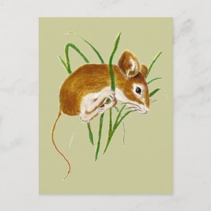 Cute Mice,Mouse Watercolor Animal Nature Postcard