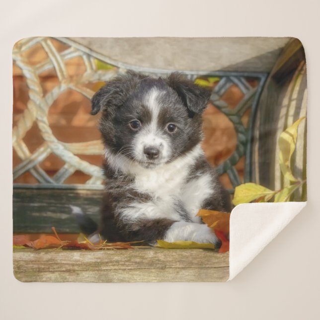 Cute Mini Aussie Shepherd Dog Bi-Colour Puppy -- Sherpa Blanket (Front (Horizontal))