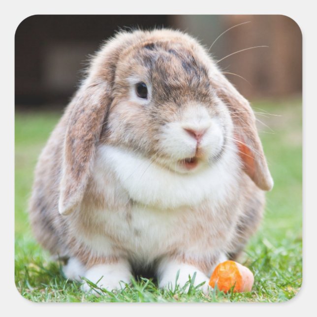 Cute Mini Holland Lop Bunny Rabbit Square Sticker (Front)