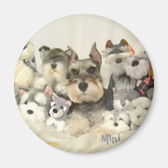CUTE Mini Schnauzer Magnet (Front)