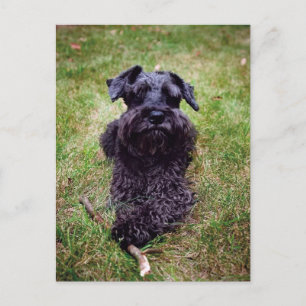 Cute Miniature Schnauzer Postcard