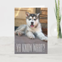 Cute Miss You Alaskan Malamute Puppy Photograph