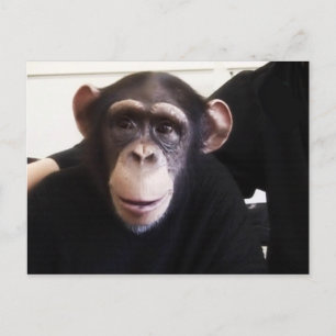 Cute monkey postcard