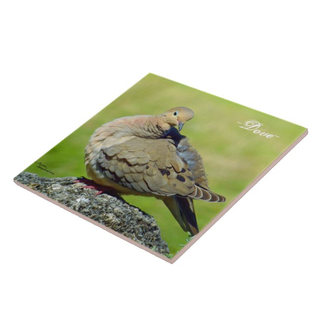 Cute Mourning Dove Ceramic Tile (Side)