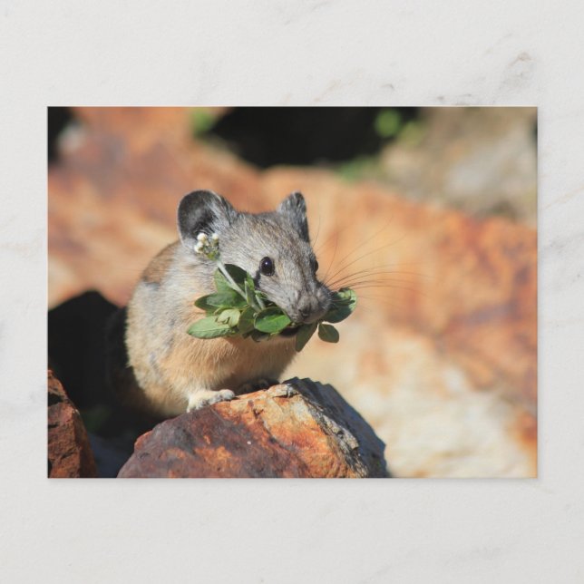 Cute Mouse Eating Greens Photo Postcard (Front)