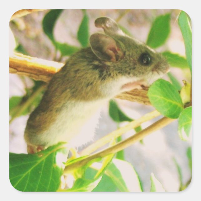 Cute Mouse Sticker (Front)