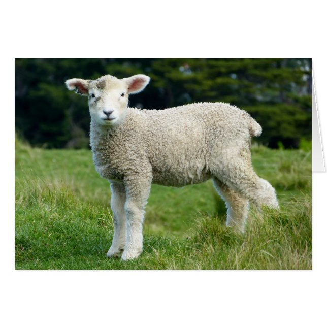 Cute Muddy Lamb in Green Meadow Custom Text (Front Horizontal)