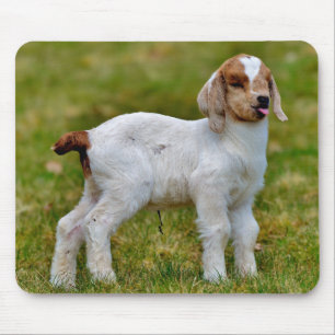 Cute newborn boer goat kid mouse pad