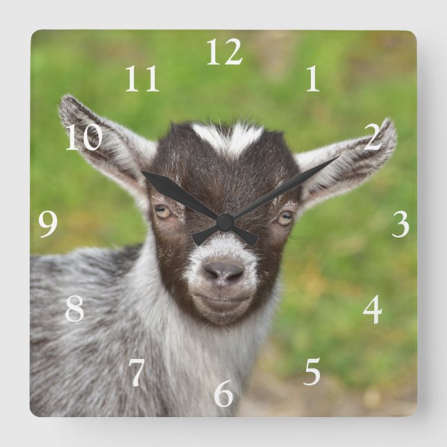 Cute Nigerian Dwarf Dairy Goat Kid Square Wall Clock (Front)