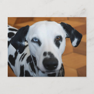 Cute One Blue Eye Dalmatian Dog Postcard