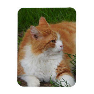 Cute Orange and White Kitty Sticking Out Tongue Magnet