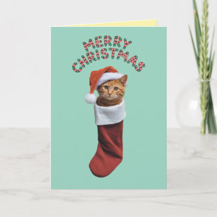 Cute Orange Cat Christmas Holiday Card
