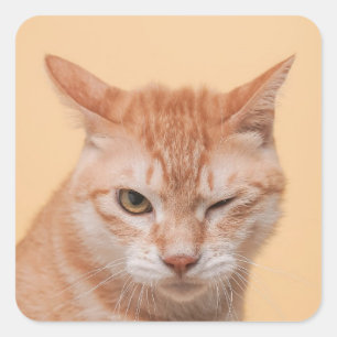 Cute Orange Cat Winking Animal Nature Wildlife Square Sticker