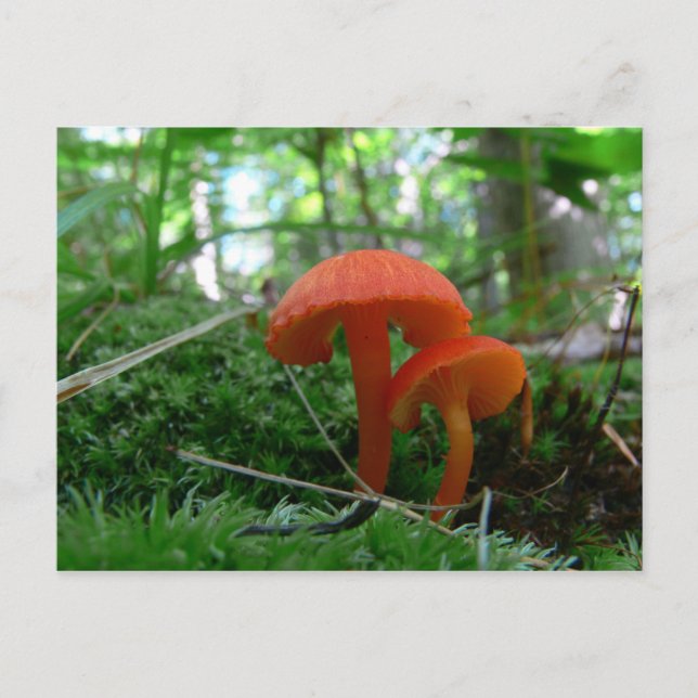 Cute Orange Mushrooms Postcard (Front)