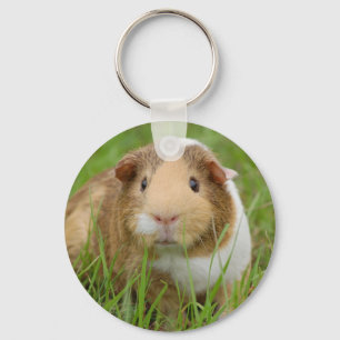 Cute orange-white guinea pig in grass key ring