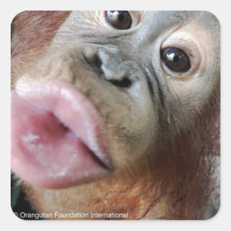 Cute Orangutan Baby Kiss Square Sticker