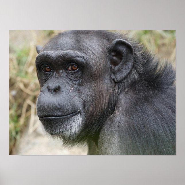 Cute Orangutan Staring at the Camera Poster (Front)