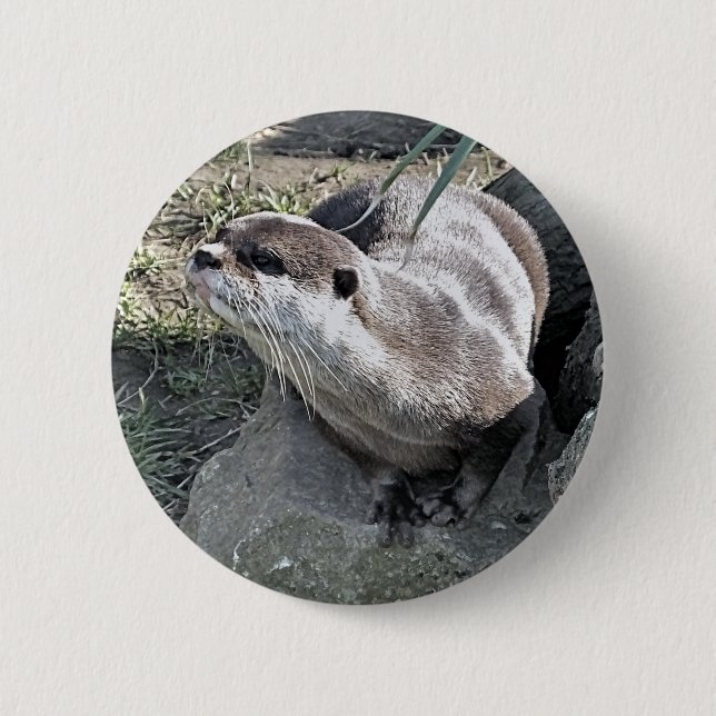 CUTE OTTER  6 CM ROUND BADGE (Front)