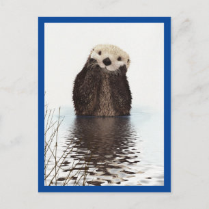 Cute Otter Animal Blue Postcard