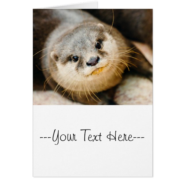 Cute Otter, Animal Portrait, Nature Photography (Front)