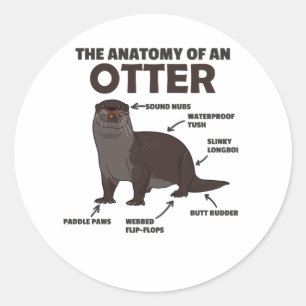 Cute Otter Explanation Anatomy Of An Otter Classic Round Sticker