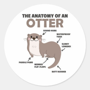 Cute Otter Explanation Anatomy Of An Otter Classic Round Sticker