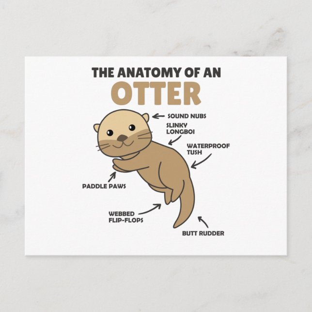 Cute Otter Explanation Anatomy Of An Otter Postcard (Front)