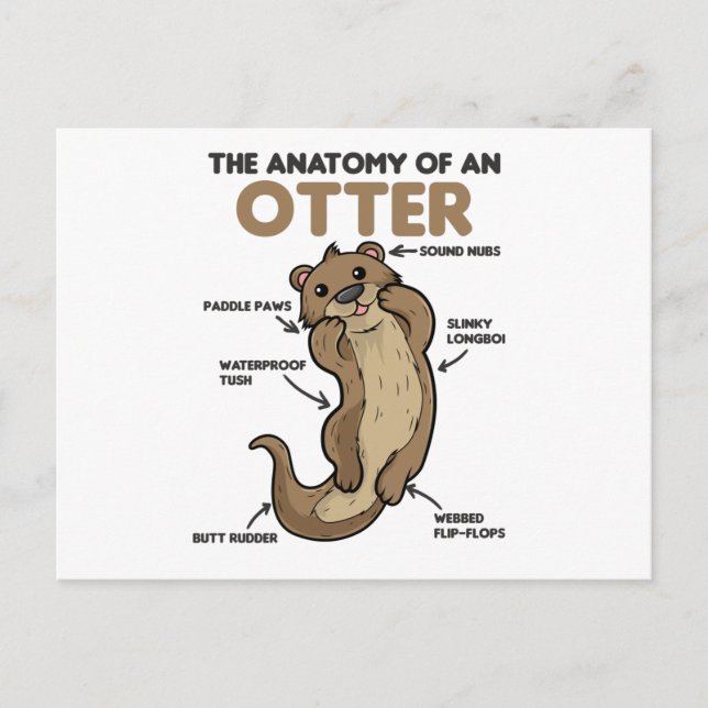 Cute Otter Explanation Anatomy Of An Otter Postcard (Front)