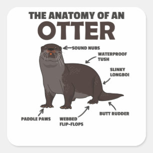 Cute Otter Explanation Anatomy Of An Otter Square Sticker