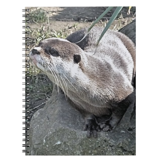 CUTE OTTER   NOTEBOOK (Front)