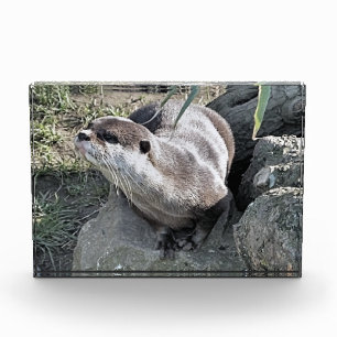 CUTE OTTER PHOTO BLOCK