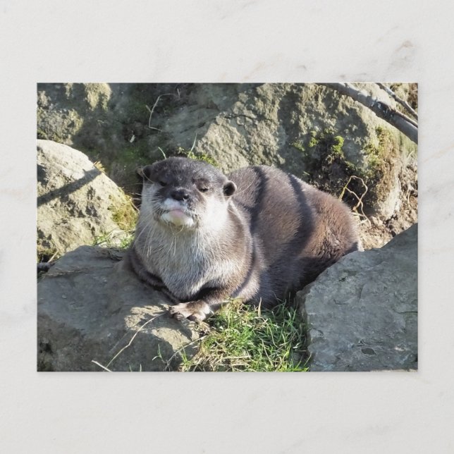CUTE OTTER POSTCARD (Front)