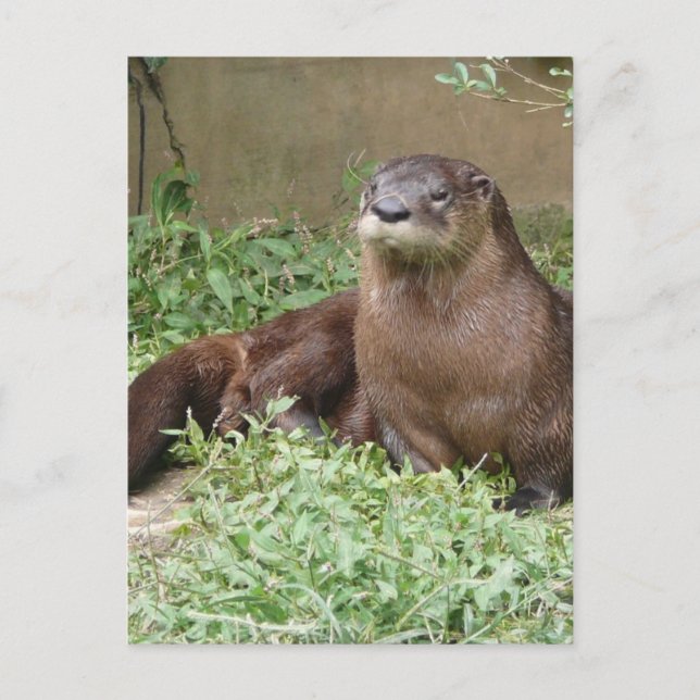 Cute Otter Postcard (Front)