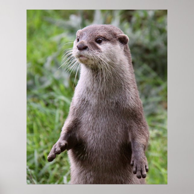 Cute Otter Poster (Front)