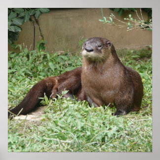 Cute Otter Poster