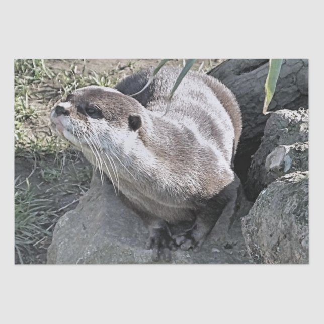 CUTE OTTER   TISSUE PAPER (Front)
