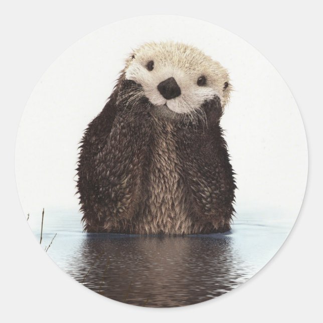 Cute Otter Wildlife Image Classic Round Sticker (Front)