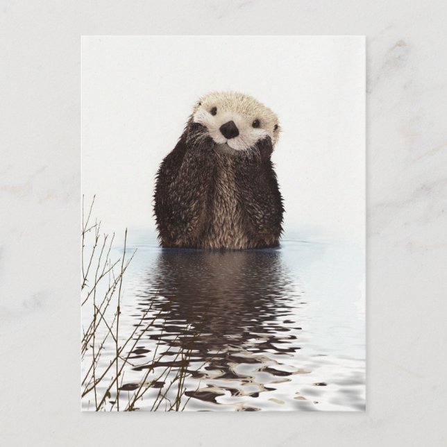 Cute Otter Wildlife Image Postcard (Front)