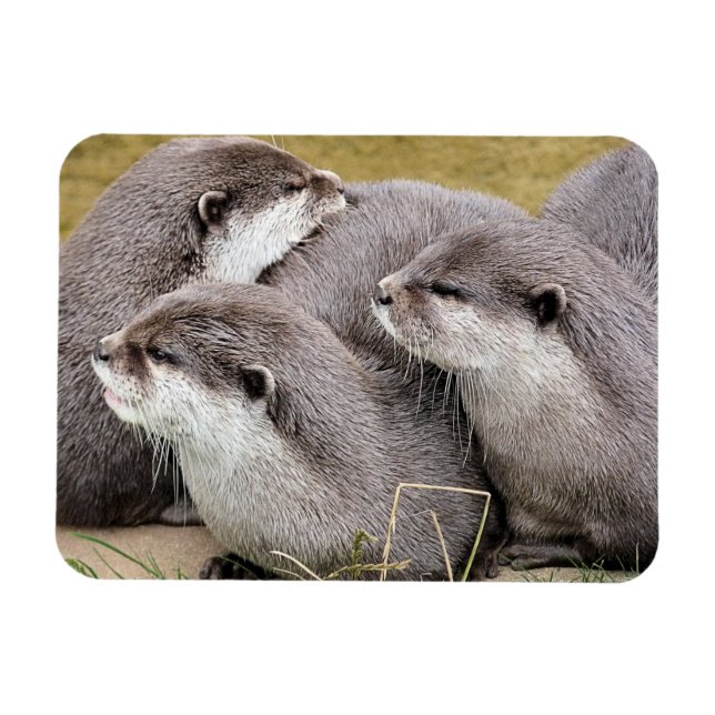 CUTE OTTERS MAGNET (Horizontal)