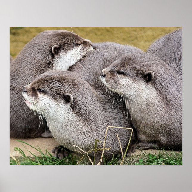 CUTE OTTERS POSTER (Front)