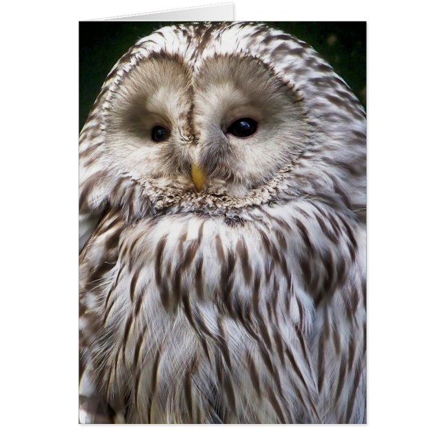 CUTE OWL Greetings card (Front)