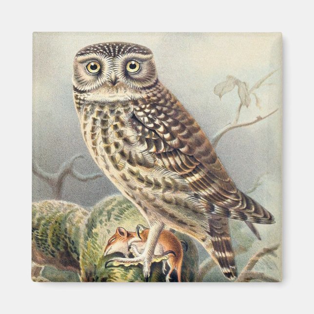 Cute Owl Magnet (Front)