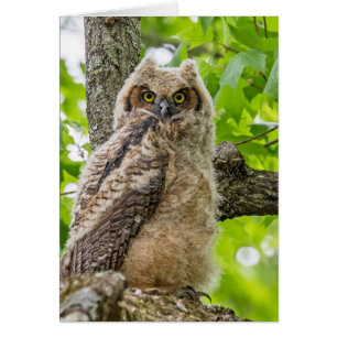 Cute Owlet