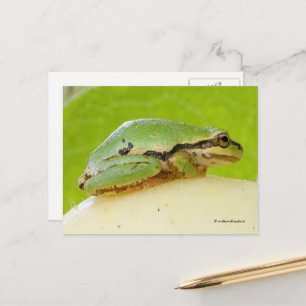 Cute Pacific Tree Frog on Summer Squash Postcard