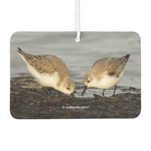 Cute Pair of Sanderlings Sandpipers Shares a Meal Car Air Freshener