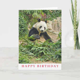 Cute panda eating birthday card